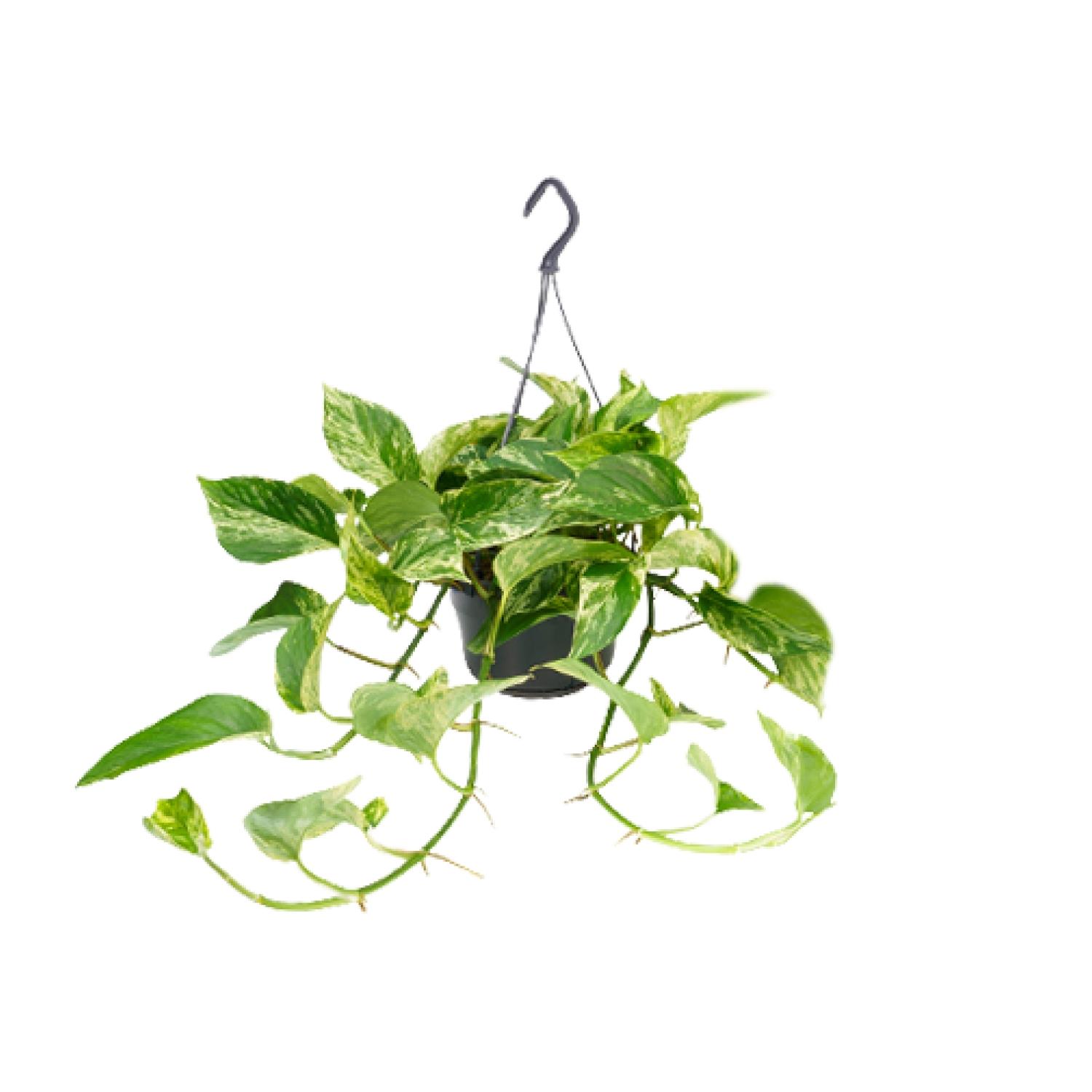 Epipremnum Marble Queen en pot Ø15cm  Hauteur 25cm. Plante verte type Epipremnum Marble Queen, livrée en pot, idéale pour intérieur lumineux.