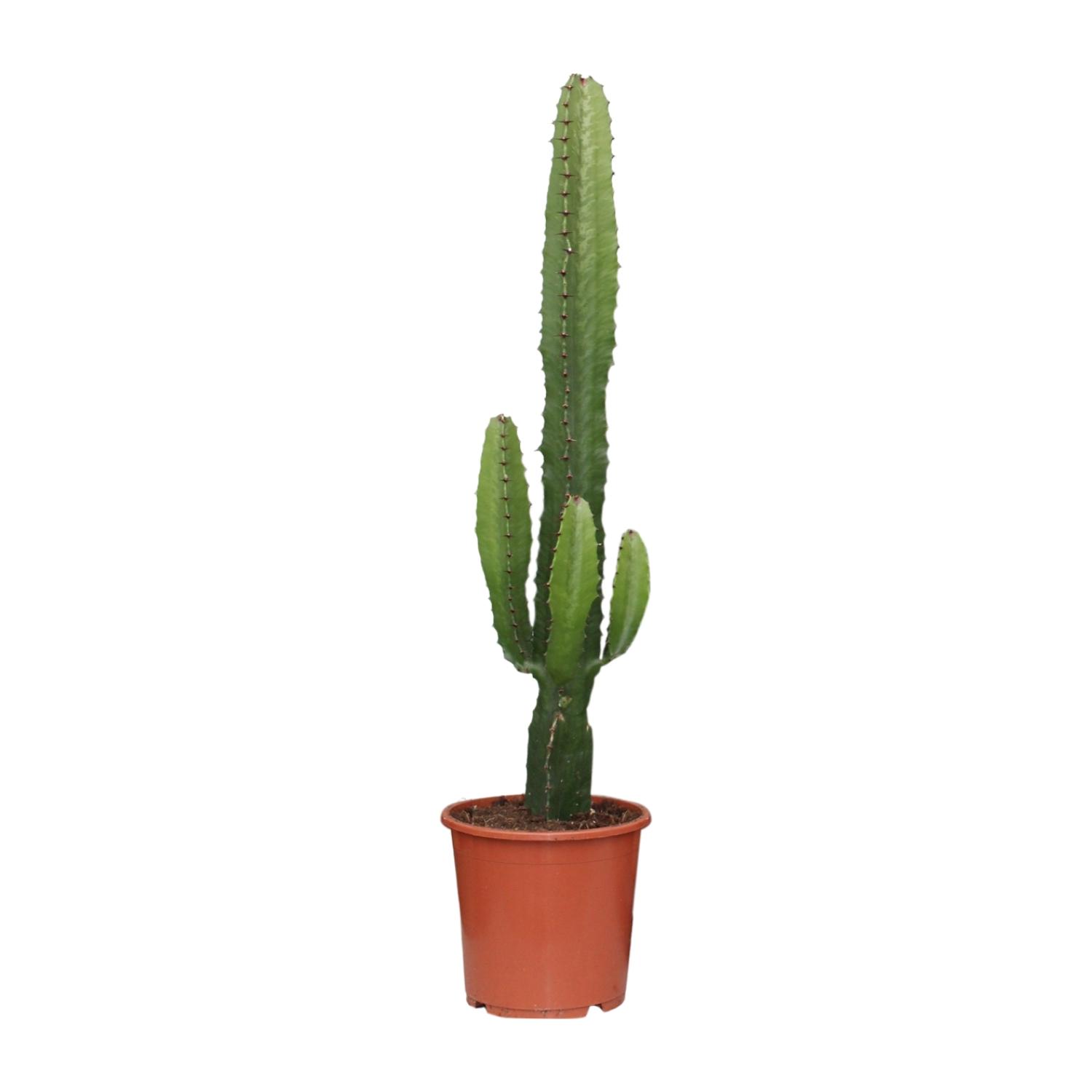 Euphorbia Acrurensis en pot Ø17cm  Hauteur 50cm. Plante verte type Euphorbia Acrurensis, livrée en pot, idéale pour intérieur lumineux.