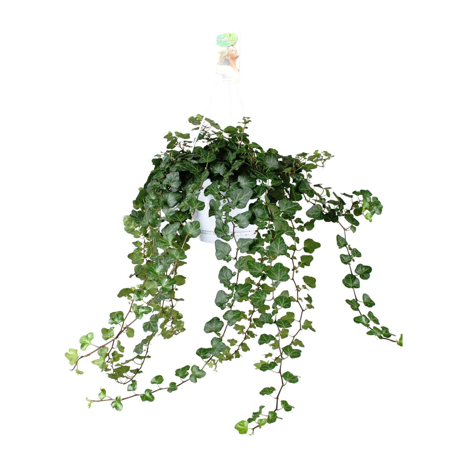 Hedera Wonder Green en pot Ø24cm  Hauteur 70cm. Plante verte type Hedera Wonder Green, livrée en pot, idéale pour intérieur lumineux.