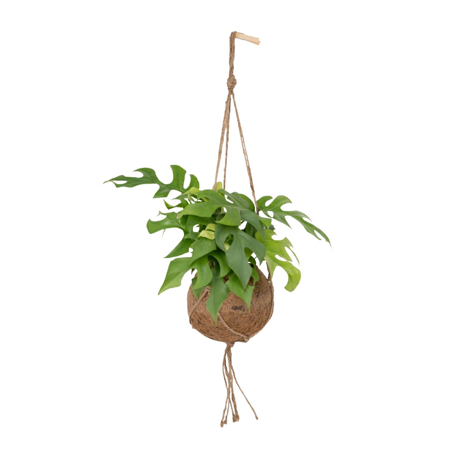 Kokodama Monstera Minima Hang en pot Ø15cm  Hauteur 25cm. Plante verte type Kokodama Monstera Minima Hang, livrée en pot, idéale pour intérieur lumineux.