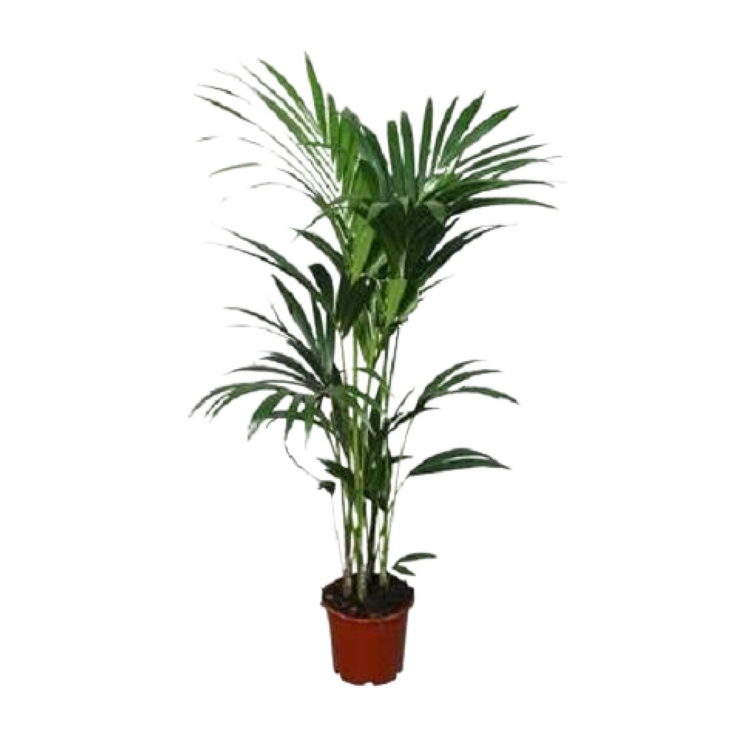 Howea forsteriana en pot Ø21cm  Hauteur 120cm. Plante verte type Howea forsteriana, livrée en pot, idéale pour intérieur lumineux.