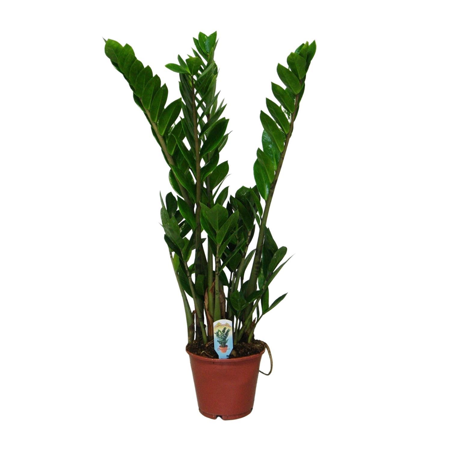 Zamioculcas Zamiifolia en pot Ø14cm  Hauteur 50cm. Plante verte type Zamioculcas Zamiifolia, livrée en pot, idéale pour intérieur lumineux.
