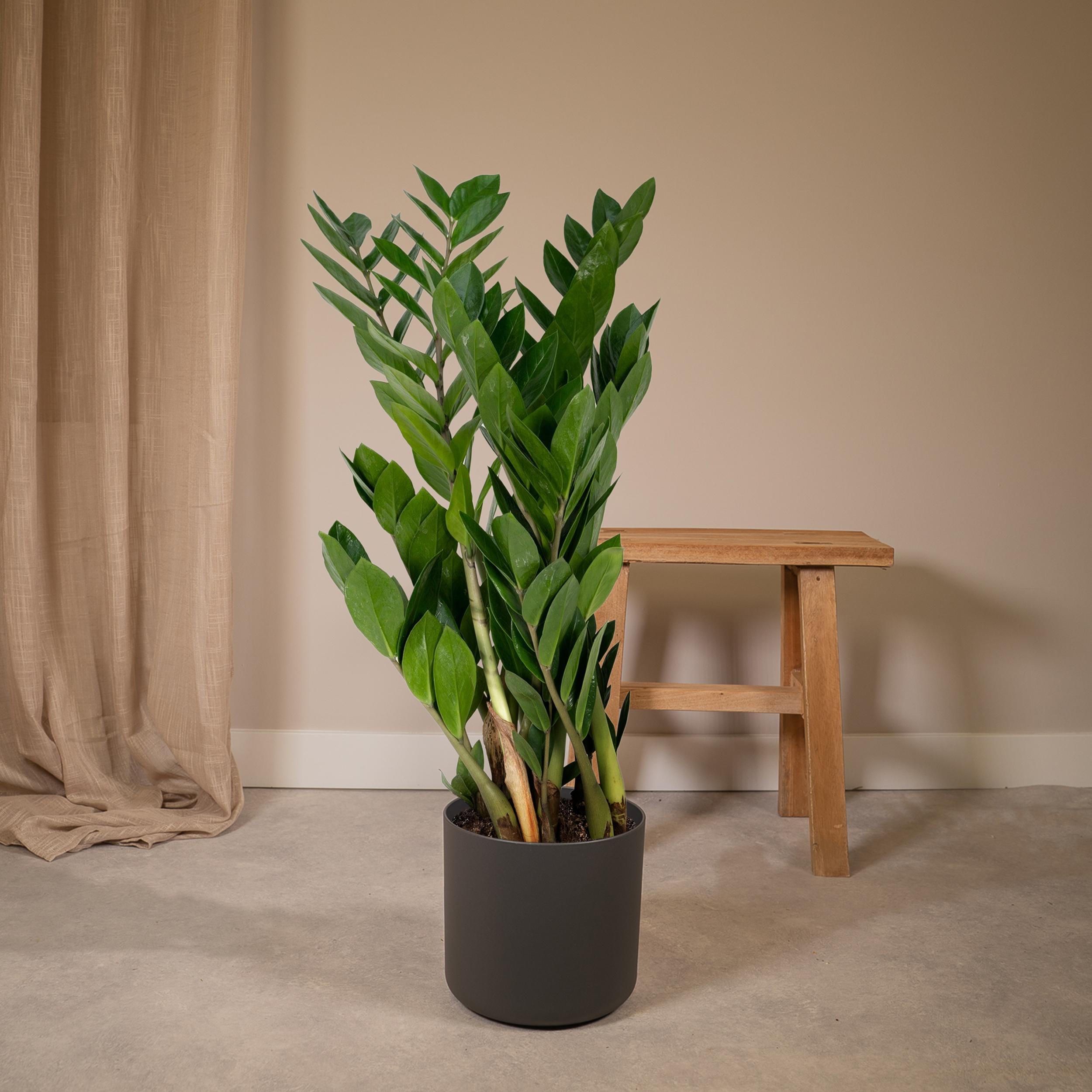 Zamioculcas Zamiifolia en pot Ø17cm  Hauteur 70cm. Plante verte type Zamioculcas Zamiifolia, livrée en pot, idéale pour intérieur lumineux. – Image 2