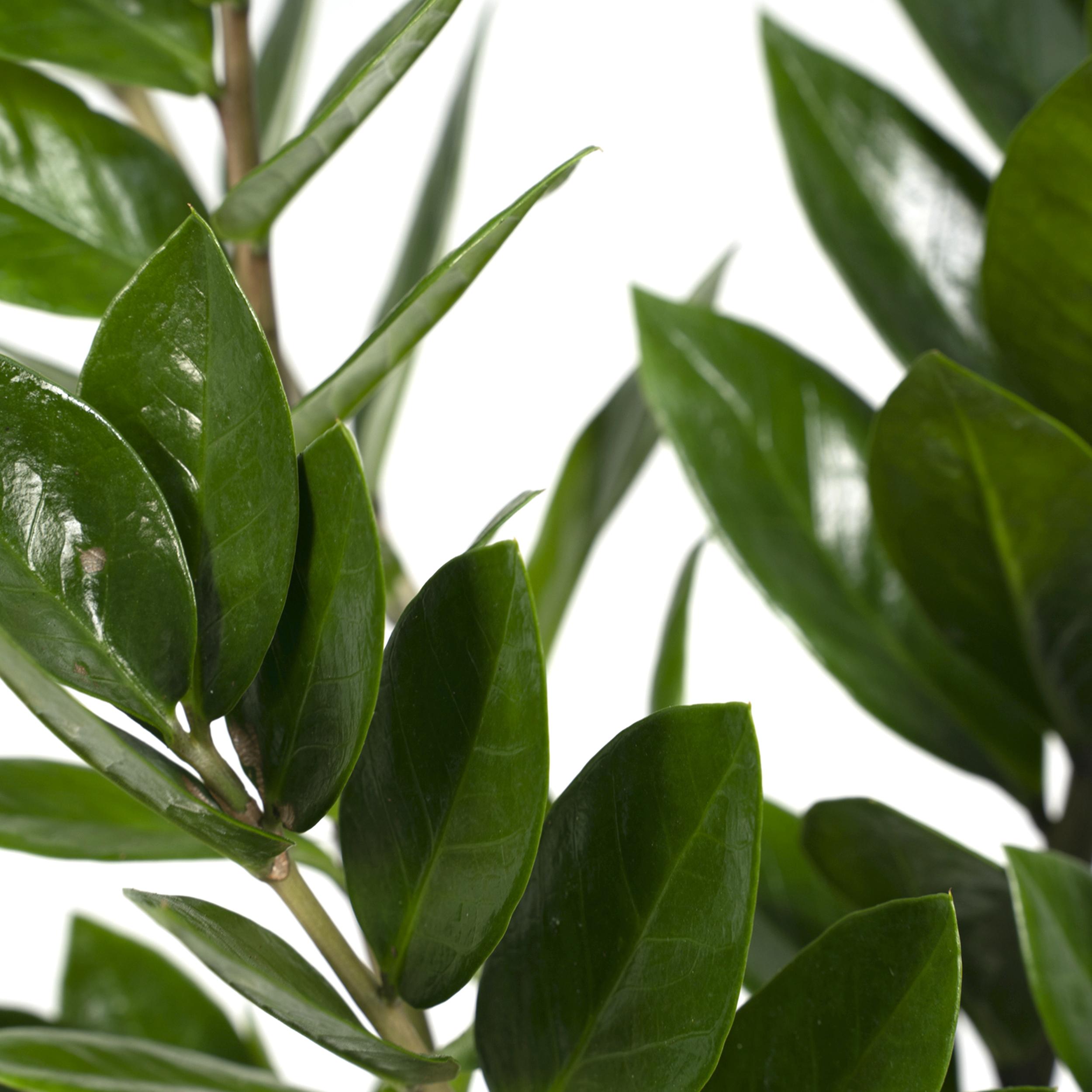 Zamioculcas Zamiifolia en pot Ø17cm  Hauteur 70cm. Plante verte type Zamioculcas Zamiifolia, livrée en pot, idéale pour intérieur lumineux. – Image 3