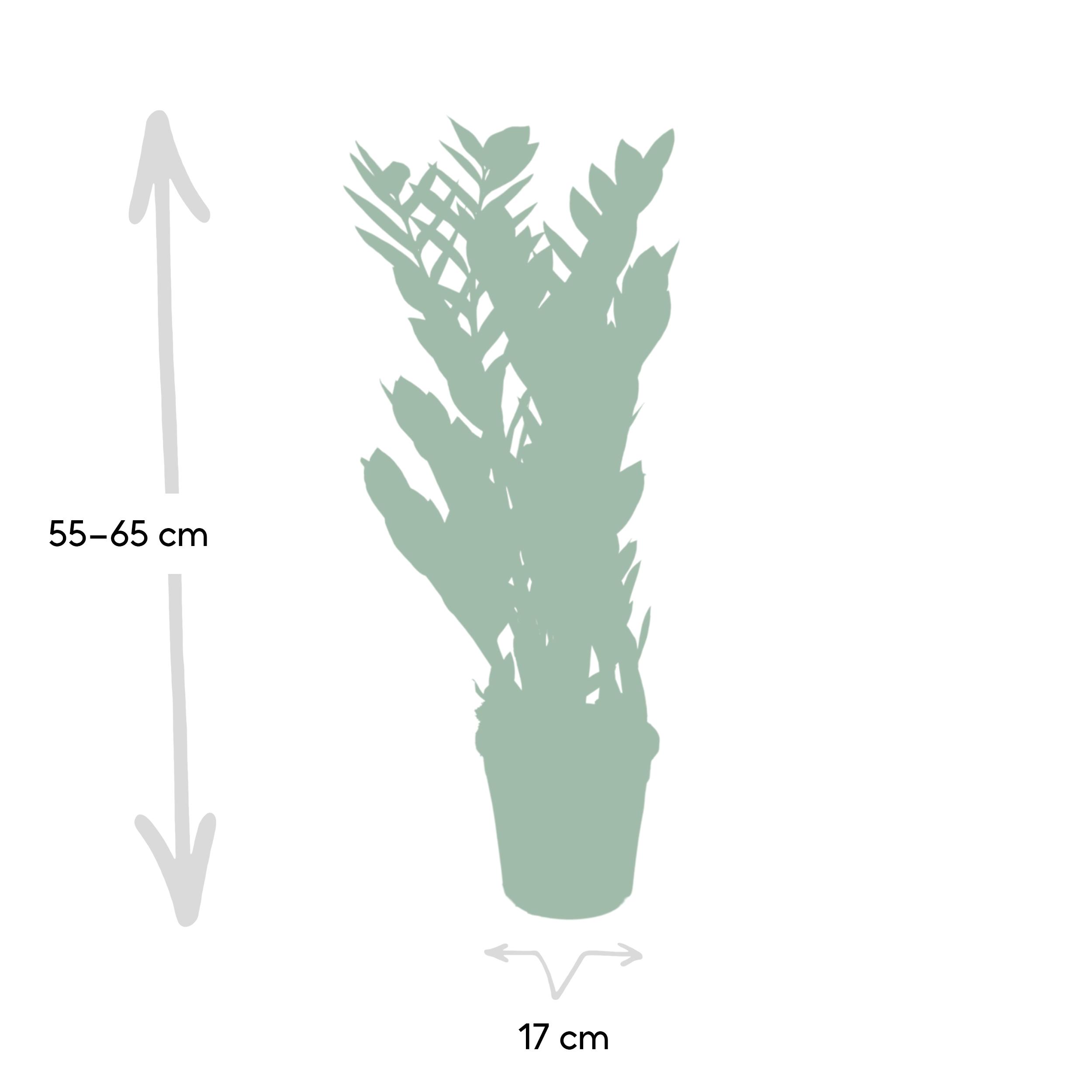 Zamioculcas Zamiifolia en pot Ø17cm  Hauteur 70cm. Plante verte type Zamioculcas Zamiifolia, livrée en pot, idéale pour intérieur lumineux. – Image 4