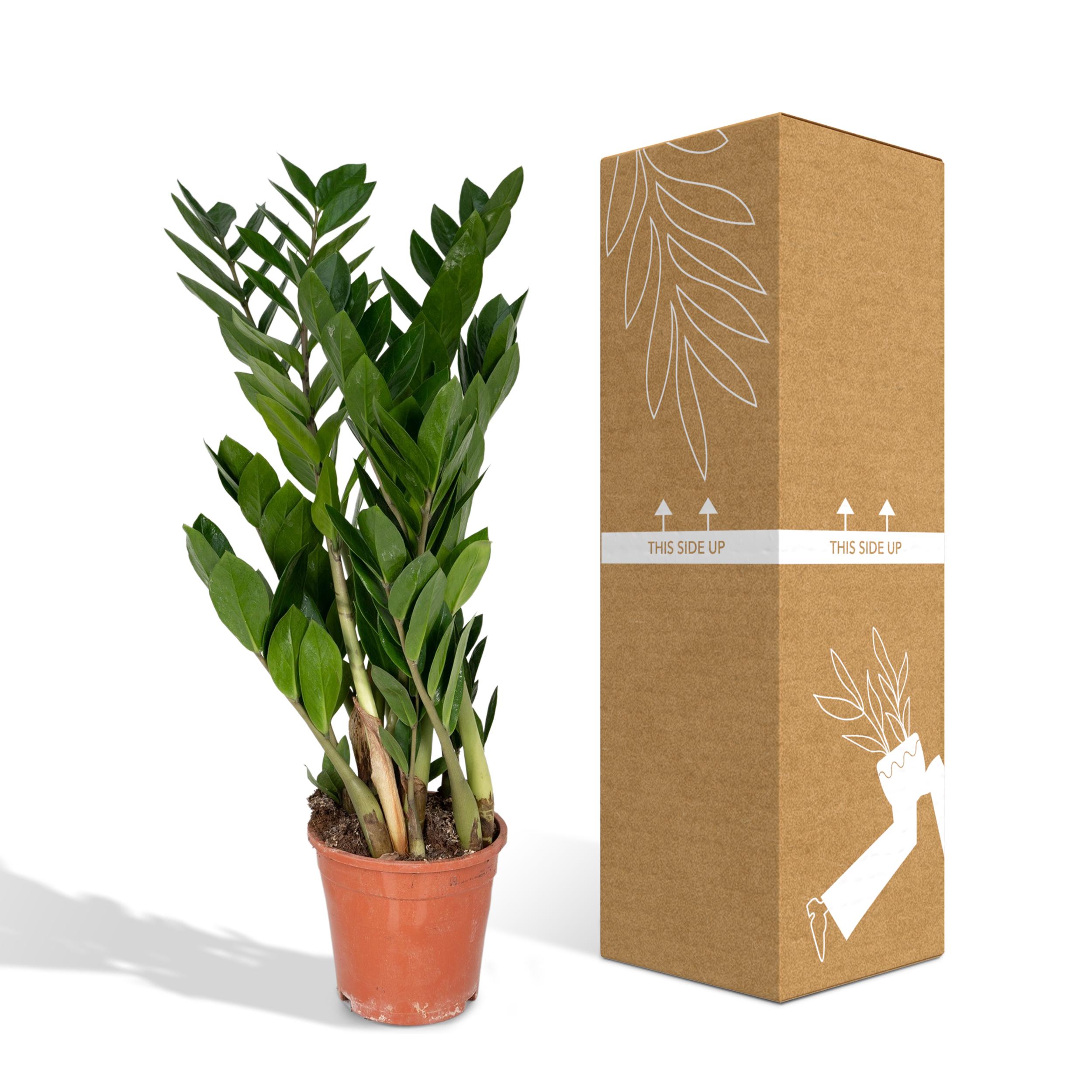 Zamioculcas Zamiifolia en pot Ø17cm  Hauteur 70cm. Plante verte type Zamioculcas Zamiifolia, livrée en pot, idéale pour intérieur lumineux. – Image 5