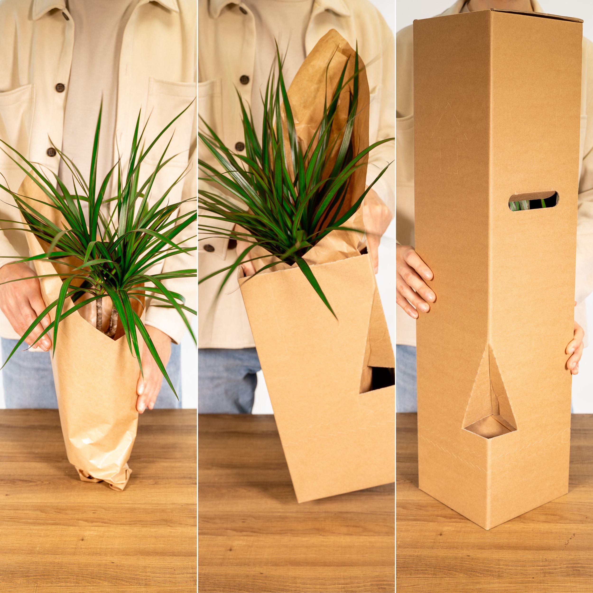 Zamioculcas Zamiifolia en pot Ø17cm  Hauteur 70cm. Plante verte type Zamioculcas Zamiifolia, livrée en pot, idéale pour intérieur lumineux. – Image 6