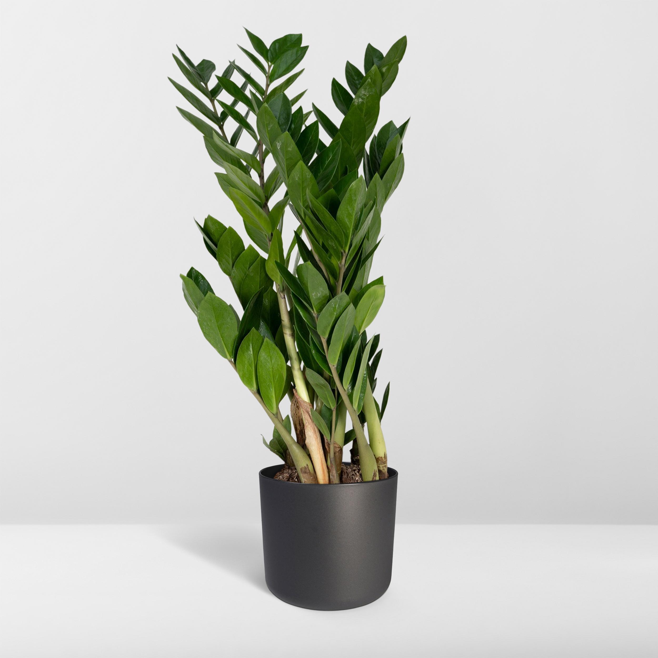 Zamioculcas Zamiifolia en pot Ø17cm  Hauteur 70cm. Plante verte type Zamioculcas Zamiifolia, livrée en pot, idéale pour intérieur lumineux. – Image 8