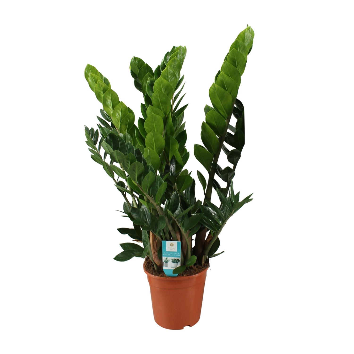 Zamioculcas Zamiifolia en pot Ø21cm  Hauteur 80cm. Plante verte type Zamioculcas Zamiifolia, livrée en pot, idéale pour intérieur lumineux.