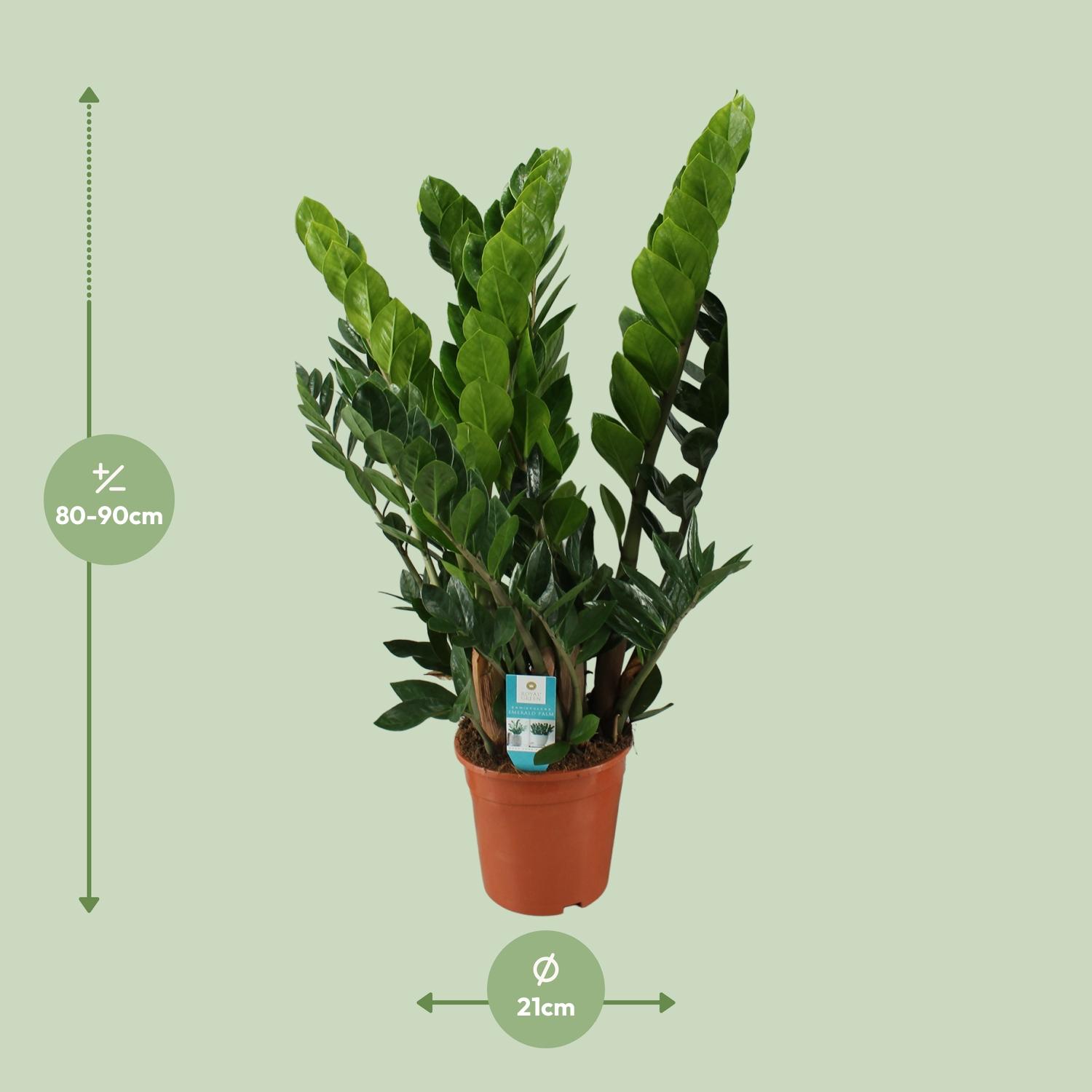 Zamioculcas Zamiifolia en pot Ø21cm  Hauteur 80cm. Plante verte type Zamioculcas Zamiifolia, livrée en pot, idéale pour intérieur lumineux. – Image 2
