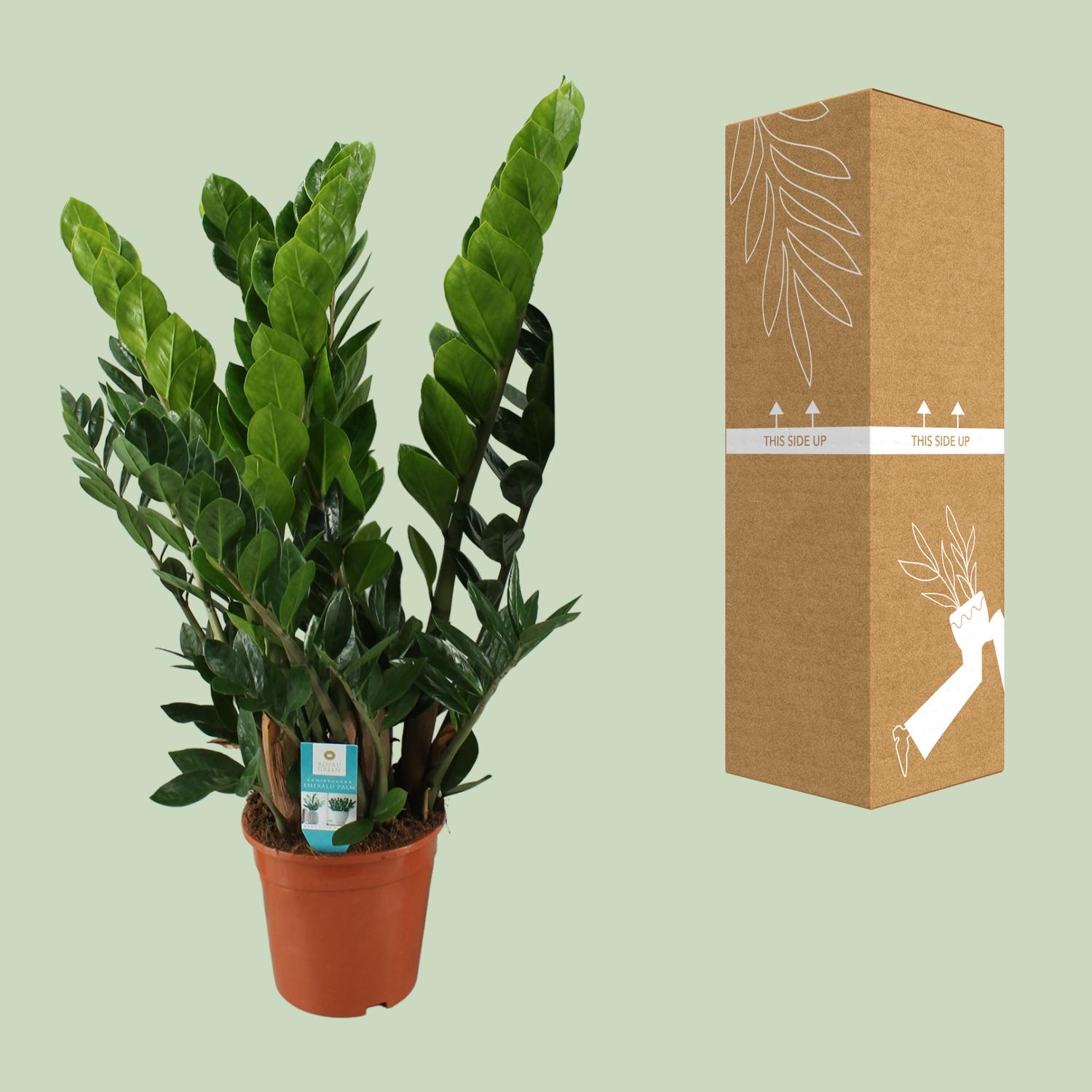Zamioculcas Zamiifolia en pot Ø21cm  Hauteur 80cm. Plante verte type Zamioculcas Zamiifolia, livrée en pot, idéale pour intérieur lumineux. – Image 3