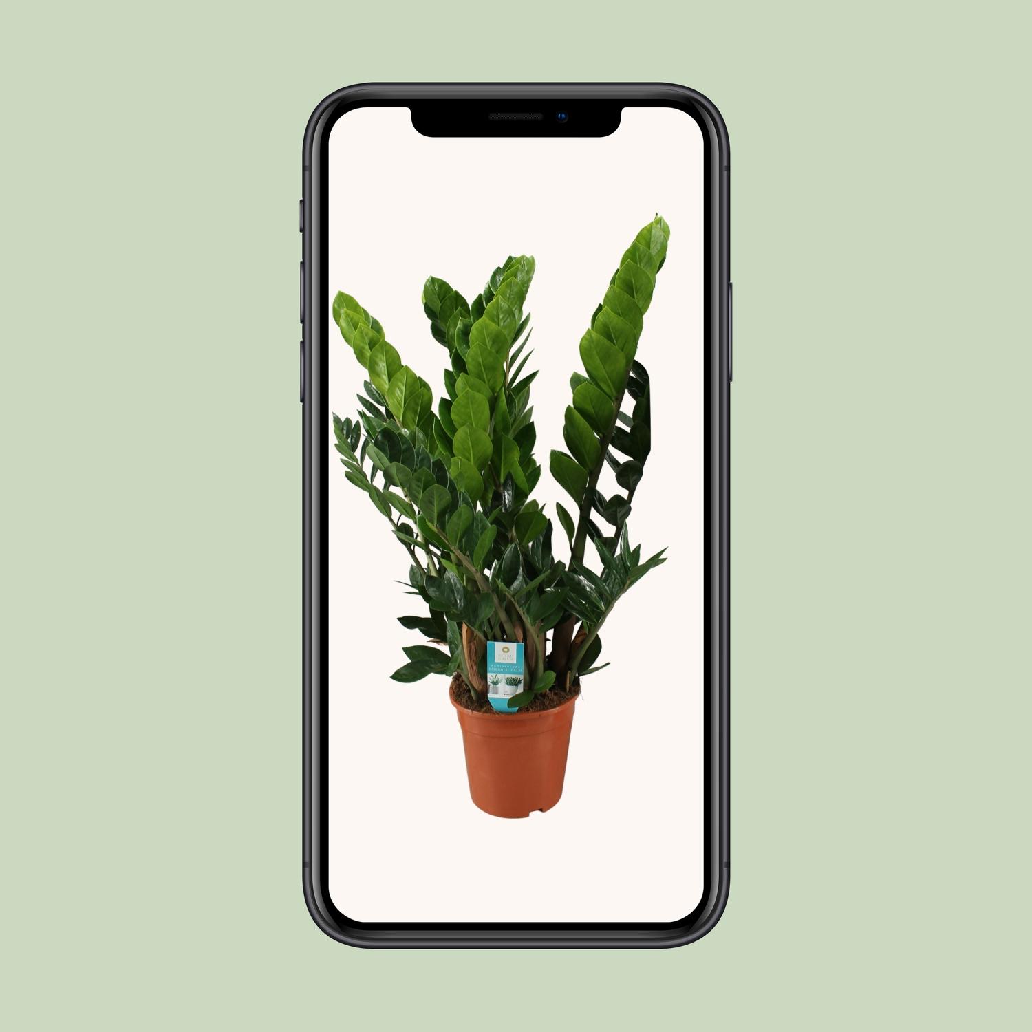 Zamioculcas Zamiifolia en pot Ø21cm  Hauteur 80cm. Plante verte type Zamioculcas Zamiifolia, livrée en pot, idéale pour intérieur lumineux. – Image 4
