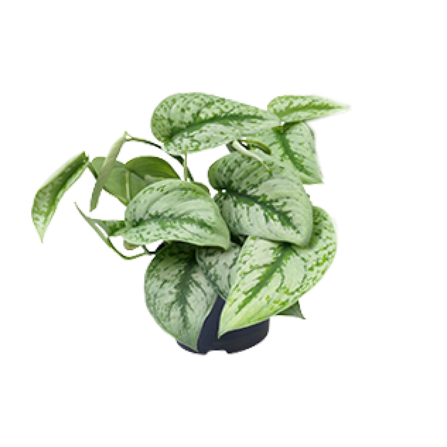 Scindapsus Pictus Trebie en pot Ø15cm  Hauteur 25cm. Plante verte type Scindapsus Pictus Trebie, livrée en pot, idéale pour intérieur lumineux.