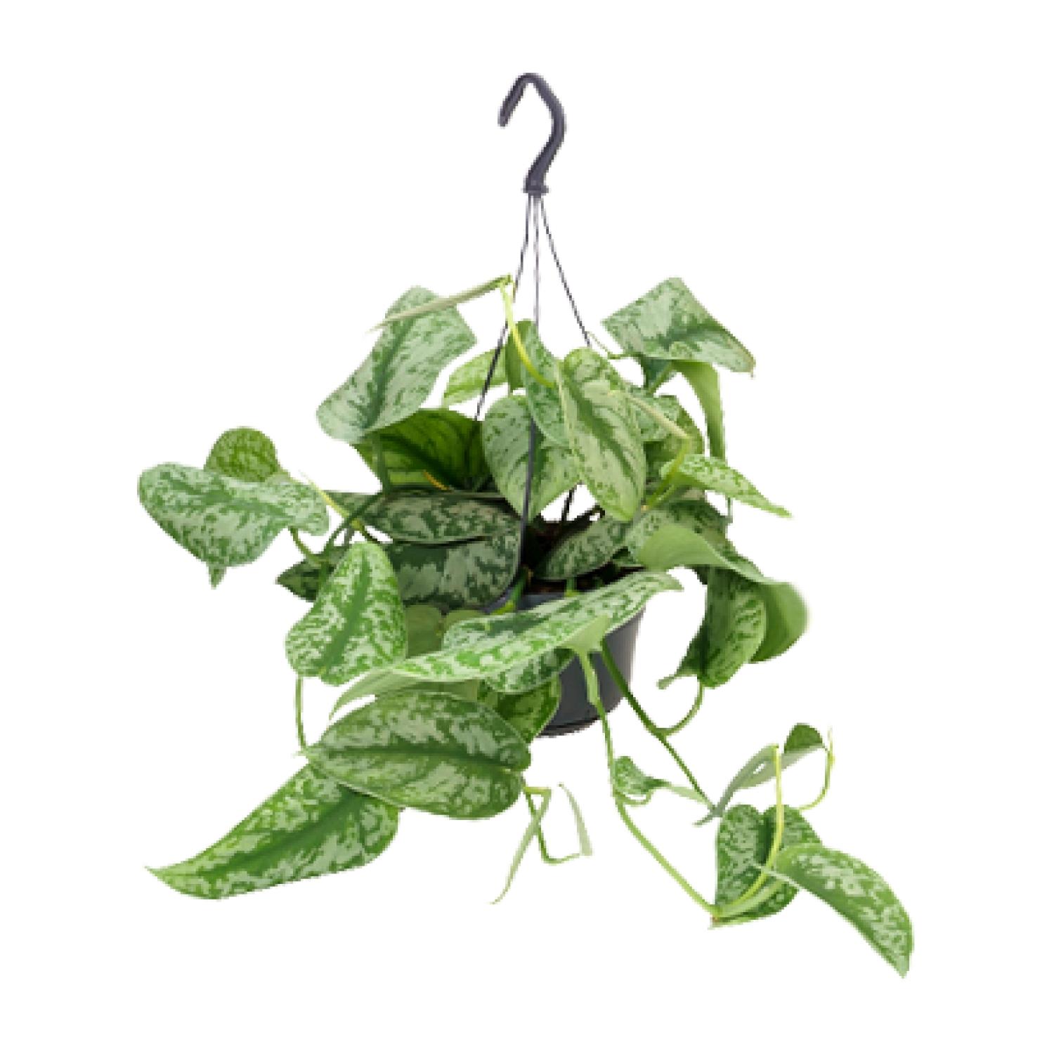 Scindapsus Pictus Trebie en pot Ø15cm  Hauteur 25cm. Plante verte type Scindapsus Pictus Trebie, livrée en pot, idéale pour intérieur lumineux.