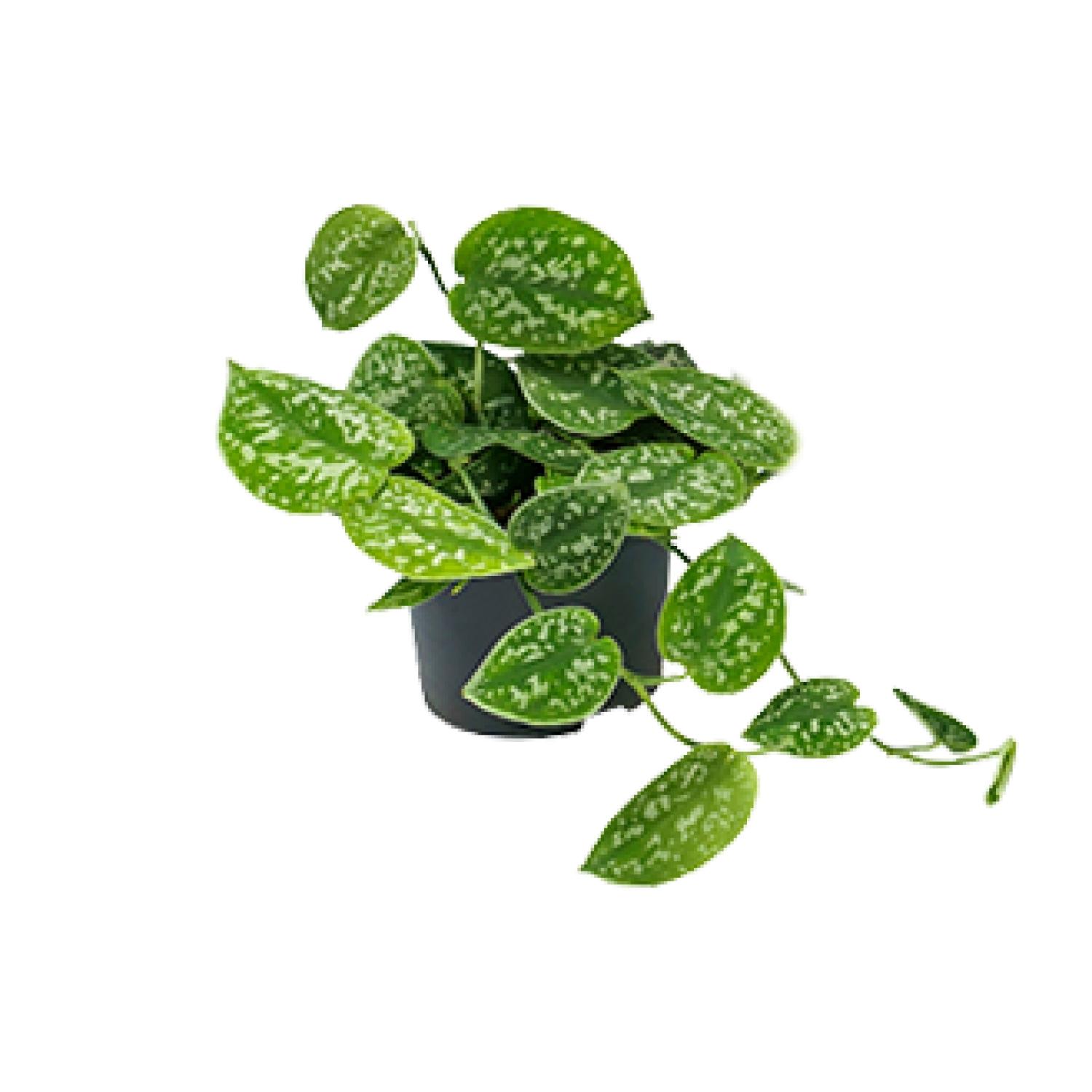 Scindapsus Pictus Argyraeus en pot Ø15cm  Hauteur 25cm. Plante verte type Scindapsus Pictus Argyraeus, livrée en pot, idéale pour intérieur lumineux.