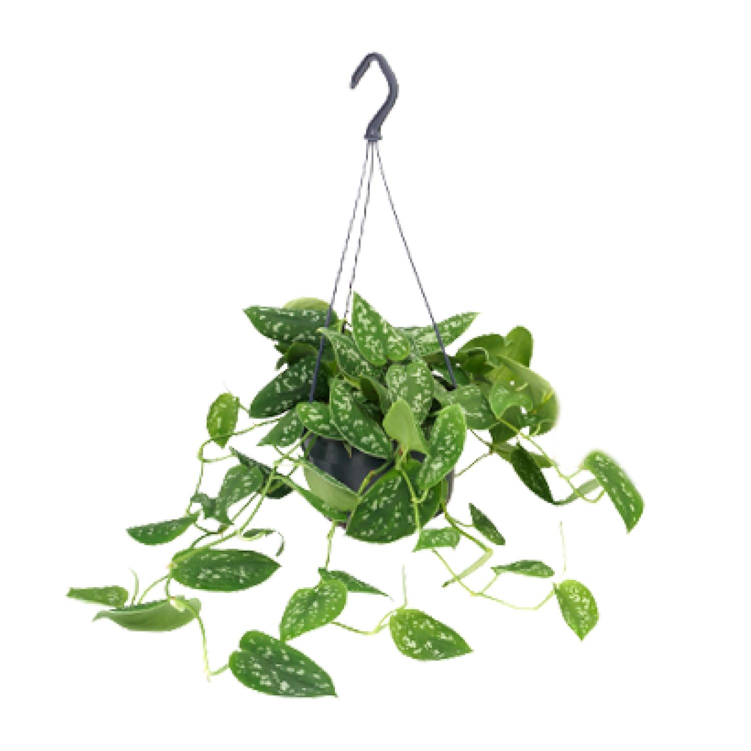 Scindapsus Pictus Argyraeus en pot Ø15cm  Hauteur 25cm. Plante verte type Scindapsus Pictus Argyraeus, livrée en pot, idéale pour intérieur lumineux.