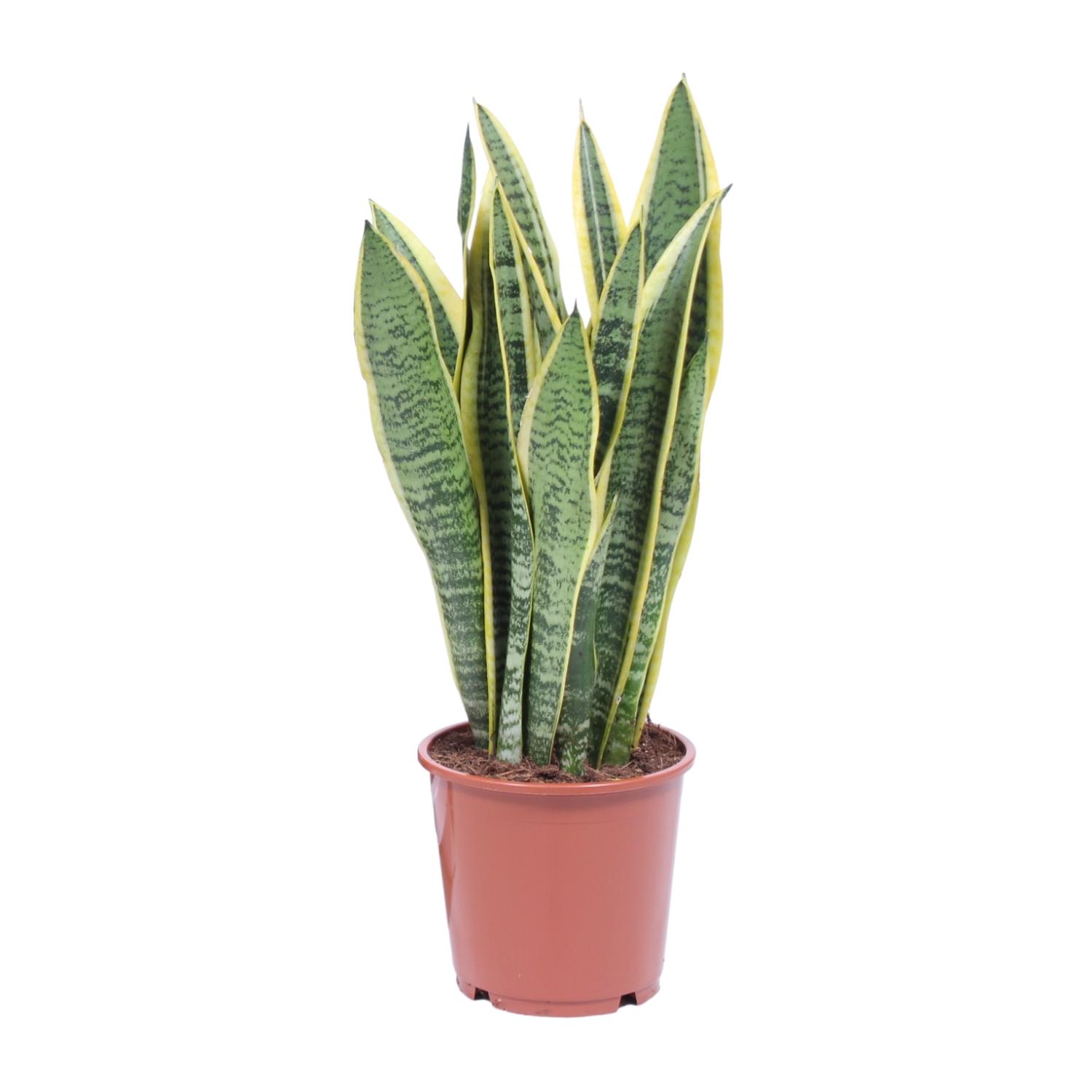 Sansevieria Trifasciata Laurentii en pot Ø14cm  Hauteur 40cm. Plante verte type Sansevieria Trifasciata Laurentii, livrée en pot, idéale pour intérieur lumineux.