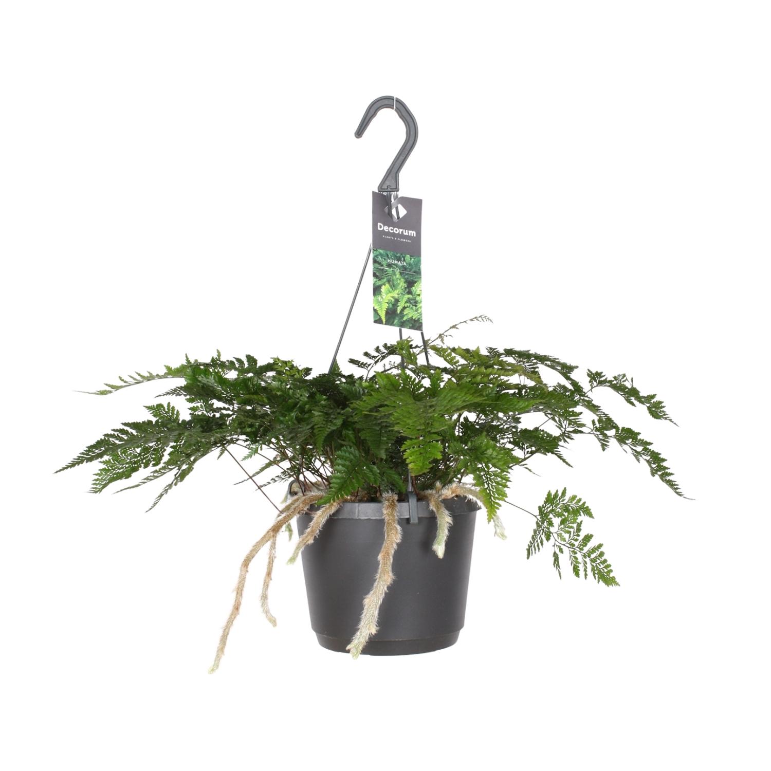 Humata Tyermannii en pot Ø17cm  Hauteur 20cm. Plante verte type Humata Tyermannii, livrée en pot, idéale pour intérieur lumineux.