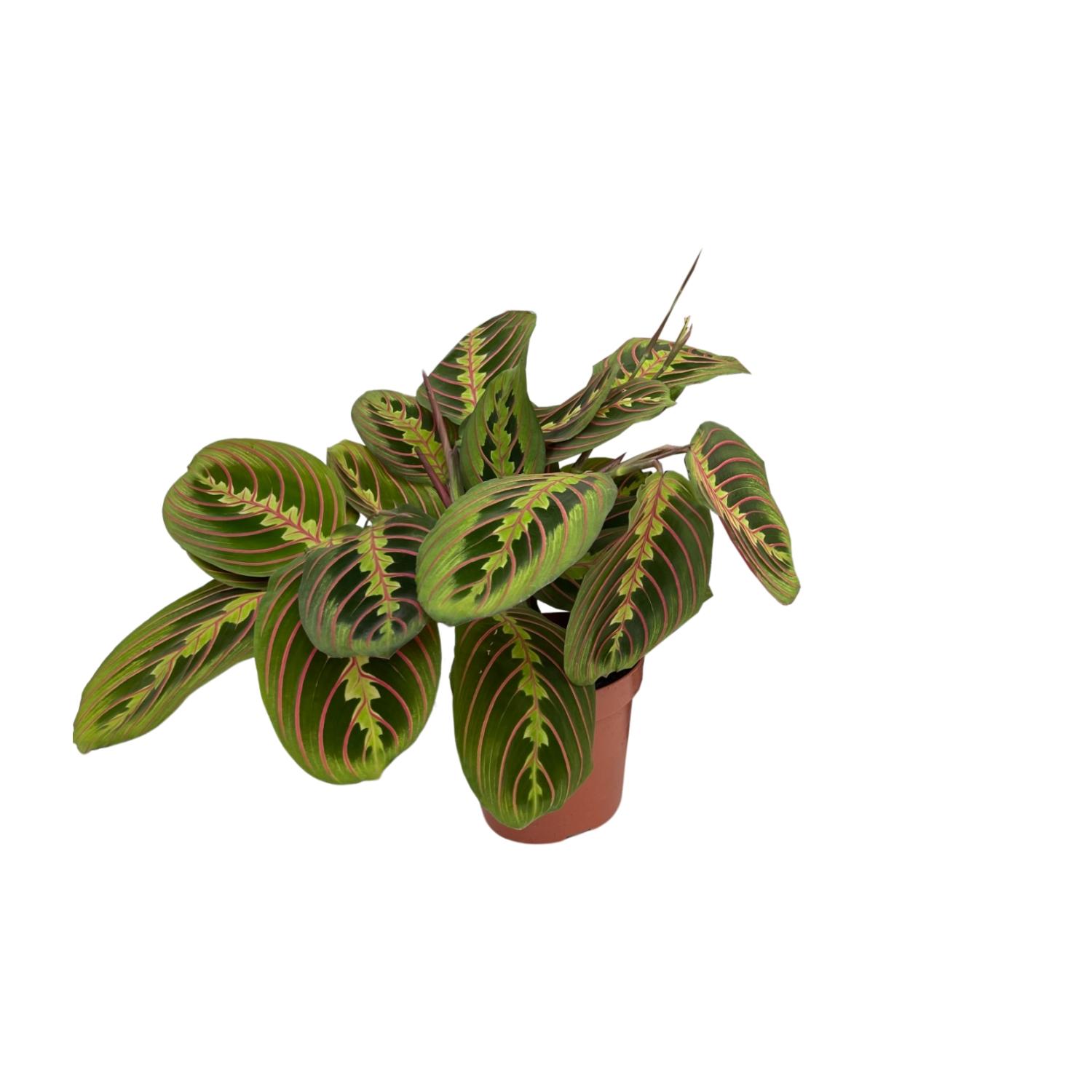 Maranta Fascinator (Pijlwortel) en pot Ø12cm  Hauteur 20cm. Plante verte type Maranta Fascinator (Pijlwortel), livrée en pot, idéale pour intérieur lumineux.