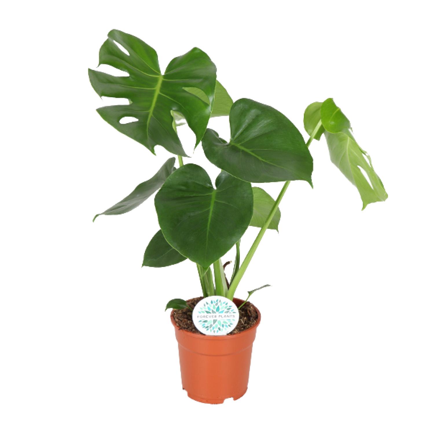 Monstera Deliciosa en pot Ø17cm  Hauteur 55cm. Plante verte type Monstera Deliciosa, livrée en pot, idéale pour intérieur lumineux.