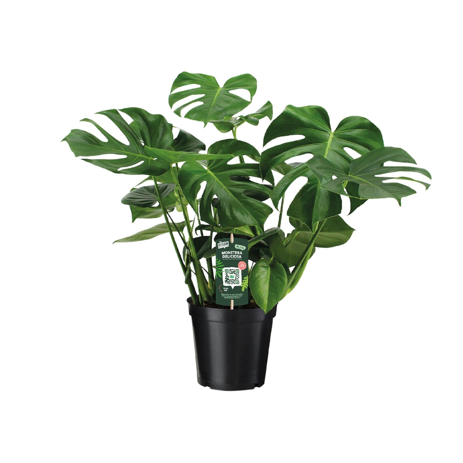 Monstera Deliciosa en pot Ø21cm  Hauteur 65cm. Plante verte type Monstera Deliciosa, livrée en pot, idéale pour intérieur lumineux.