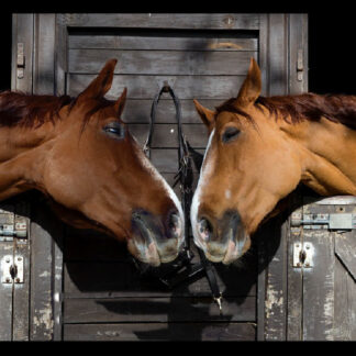 TAPIS VELVET DEUX CHEVEAUX 45X75