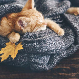 TAPIS VELVET CHAT ENDORMI 45X75