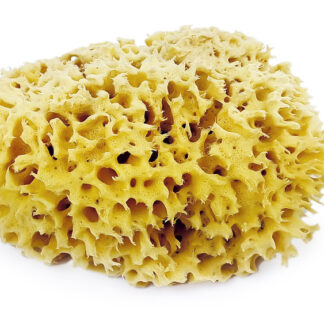 EPONGE NATURELLE SS FILM 18/19CM