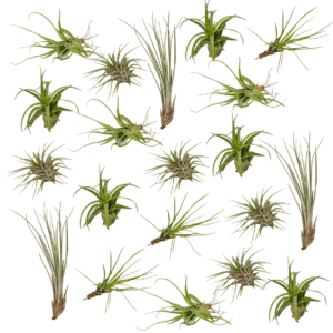 Tillandsia Air mix - 20 pièces - 6 cm - ø6