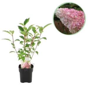 Green boutiQ - Hortensia panaché - Hydrangea panniculata Vanille Fraise - Fleur Blanc Rose - 1 Plante - Caduque - Grandes Fleurs - Pot 17cm Hauteur 50cm