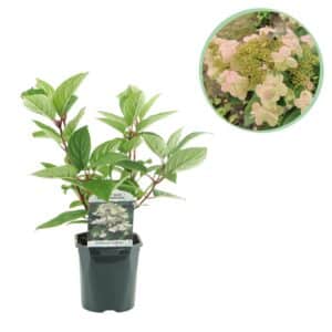 Green boutiQ - Hortensia panaché - Hydrangea panniculata Wims Red - Fleur Blanc Rouge - 1 Plante - Caduque - Grandes Fleurs - Pot 17cm Hauteur 50cm