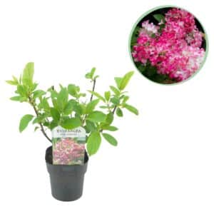 Green boutiQ - Hortensia panaché - Hydrangea panniculata Pink Diamond - Fleur Blanc Rose - 1 Plante - Caduque - Grandes Fleurs - Pot 17cm Hauteur 50cm