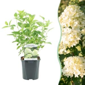 Green boutiQ - Hortensia panaché - Hydrangea panniculata Limelight - Fleur Blanc Crème - 1 Plante - Caduque - Grandes Fleurs - Pot 17cm Hauteur 50cm