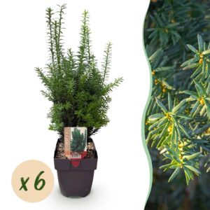 Green boutiQ - Plantes de haie - Taxus media Hilii - vert feuille - 6 plantes - 1 mètre linéaire - persistant - pot 17cm hauteur 60cm