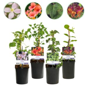 Green boutiQ - Plantes grimpantes Rainbow - Clematis montana Rubens Hedera helix lonicera Goldflame Campsis madame Galen - Couleur toute l'année - 4 plantes - Pot 11cm Hauteur 40cm