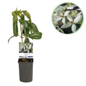 Green boutiQ - Plante grimpante - Clématite armandii - Fleur blanche - Persistante - Peu d'entretien - 1 plante Pot 11cm Hauteur 40cm