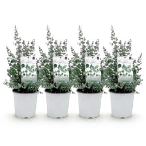 Green boutiQ - Plante de terrasse - Arbre d'eucalyptus - Eucalyptus gunni - Gris - 4 plantes - Résistant à l'hiver - Pot 17cm Hauteur 40cm