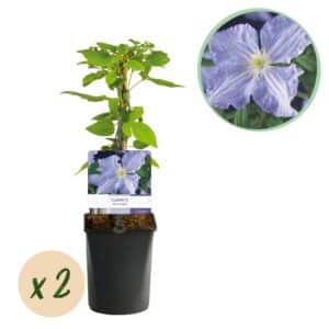 Green boutiQ - Plante grimpante - Clématite Blue Angel - Fleur Bleu Clair - Peu d'entretien - 2 plantes - Pot 11cm Hauteur 40cm