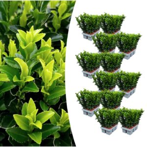 Lot de 12 x 6 Euonymus 'Green Spire' - Ø 7 cm - ↨ 15 cm
