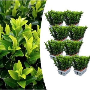 Lot de 8 x 6 Euonymus 'Green Spire' - Ø 7 cm - ↨ 15 cm