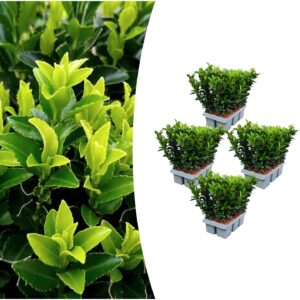 Lot de 4 x 6 Euonymus 'Green Spire' - Ø 7 cm - ↨ 15 cm