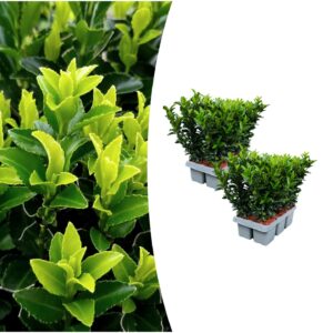 Lot de 2 x 6 Euonymus 'Green Spire' - Ø 7 cm - ↨ 15 cm