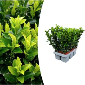 1x paquet de 6 Euonymus 'Green Spire' - Ø 7 cm - ↨ 15 cm