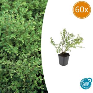 60x Symphoricarpos ch. 'Hancock' - ↕10-25 cm - Ø9 cm