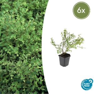 6x Symphoricarpos ch. 'Hancock' - ↕10-25 cm - Ø9 cm