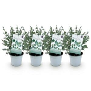 Green boutiQ - Plante de terrasse - Arbre d'eucalyptus - Eucalyptus gunni - Gris - 4 plantes - Résistant à l'hiver - Pot 14cm Hauteur 30cm