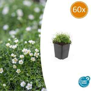 60x Sagina subulata - ↕10-25cm - Ø9cm