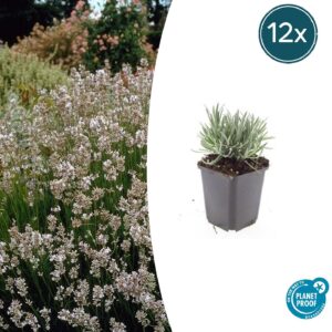 12x Lavandula int. 'Edelweiss' - ↕10-25cm - Ø9cm