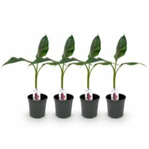 Green boutiQ - Fruitier - Bananier - Musa sikkemensis Red Tiger - Rustique - 4 plantes - Pot 17cm Hauteur 40cm
