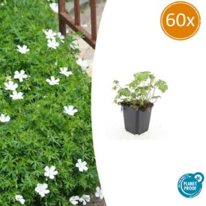 60x Géranium sang. 'Album' - ↕10-25 cm - Ø9 cm
